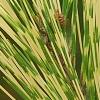 Pinus densiflora 'Oculis-draconis', leaves
