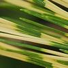 Pinus densiflora 'Oculis-draconis', leaves