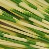 Pinus densiflora 'Oculis-draconis', leaves