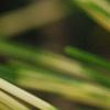 Pinus densiflora 'Oculis-draconis', leaves