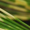 Pinus densiflora 'Oculis-draconis', leaves