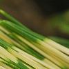 Pinus densiflora 'Oculis-draconis', leaves