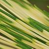Pinus densiflora 'Oculis-draconis', leaves