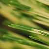 Pinus densiflora 'Oculis-draconis', leaves
