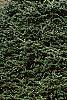 Pinus heldreichii, habit