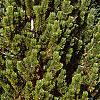 Pinus heldreichii, habit