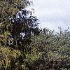 Pinus heldreichii, habit
