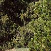 Pinus heldreichii, habit