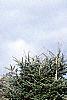 Pinus heldreichii, habit