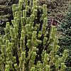 Pinus heldreichii, habit