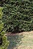 Pinus heldreichii, habit