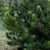 Pinus heldreichii 'Aureaspicata', habit