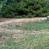 Pinus heldreichii 'Aureaspicata', habit