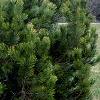 Pinus heldreichii 'Aureaspicata', habit
