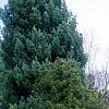 Pinus heldreichii 'Aureaspicata', habit