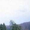 Pinus heldreichii 'Aureaspicata', habit