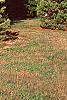 Pinus koraiensis, habit