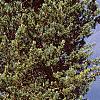 Pinus koraiensis, habit