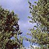 Pinus koraiensis, habit