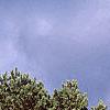 Pinus koraiensis, habit