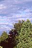 Pinus koraiensis, habit
