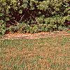 Pinus koraiensis, habit