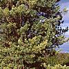 Pinus koraiensis, habit