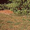 Pinus koraiensis, habit