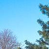 Pinus koraiensis, habit