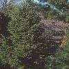 Pinus koraiensis, habit