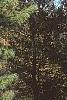 Pinus koraiensis, habit