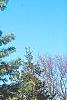 Pinus koraiensis, habit