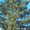 Pinus koraiensis, habit