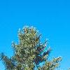 Pinus koraiensis, habit