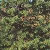 Pinus koraiensis, habit