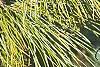 Pinus koraiensis, leaves