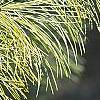 Pinus koraiensis, leaves