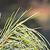 Pinus koraiensis, leaves