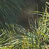 Pinus koraiensis, leaves