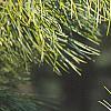 Pinus koraiensis, leaves