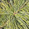 Pinus koraiensis, leaves