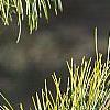 Pinus koraiensis, leaves
