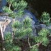Pinus fenzeliana, habit