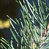 Pinus fenzeliana, leaves