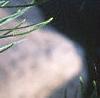 Pinus fenzeliana, leaves