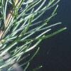 Pinus fenzeliana, leaves