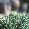 Pinus fenzeliana, leaves