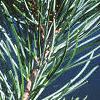 Pinus fenzeliana, leaves