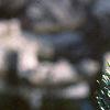 Pinus fenzeliana, leaves