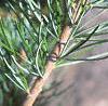 Pinus fenzeliana, leaves
